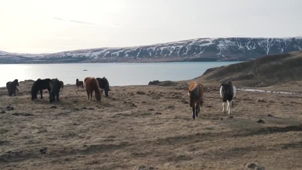 Cavalli islandesi pascolano vicino al lago — Video Stock