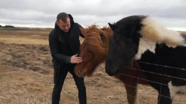 adam İzlandalı atlar vuruş