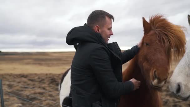 The man strokes the Icelandic horses — Stock Video