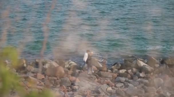 Paar spaziert auf den Felsen am Meer — Stockvideo