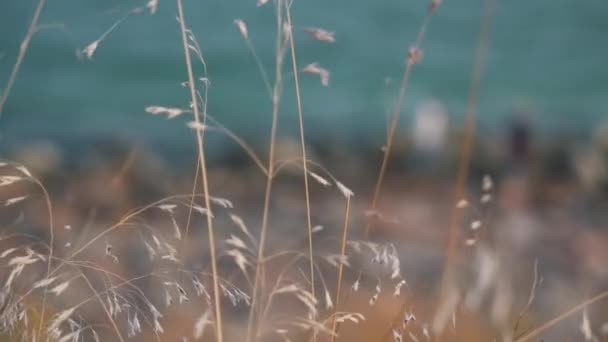Gras in der Nähe des Meeres aus nächster Nähe — Stockvideo