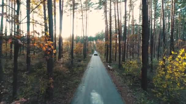 Paseos en coche retro en el bosque a la luz del sol — Vídeos de Stock