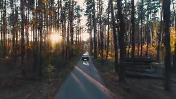 Paseos en coche vintage en el bosque a la luz del sol — Vídeos de Stock