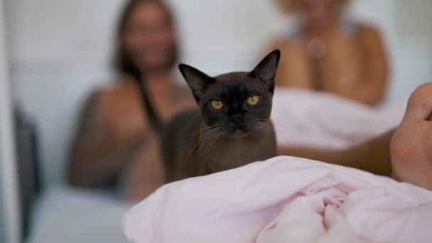 Gato na cama com um jovem casal — Vídeo de Stock