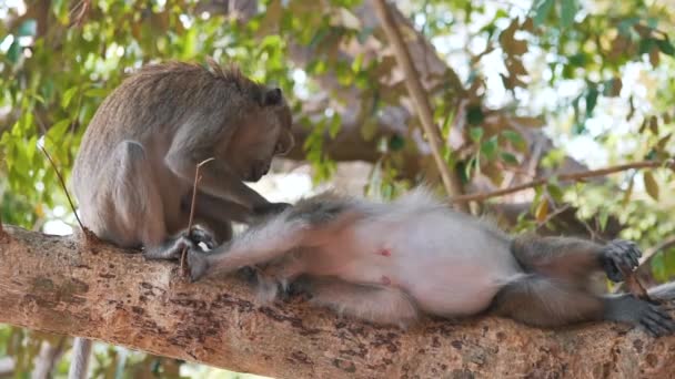 Singes se soucient les uns des autres dans un arbre — Video