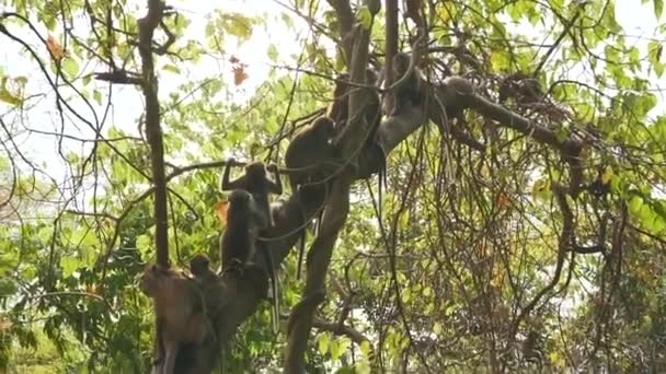 Muchos monos en el árbol — Vídeo de stock