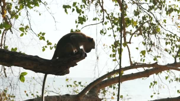 Affe in der wilden Natur — Stockvideo