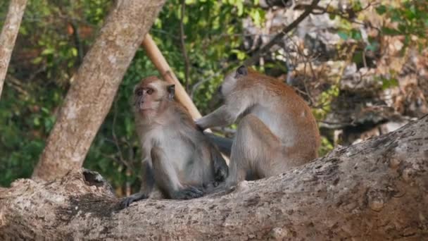 Apor bryr sig om varandra i ett träd — Stockvideo