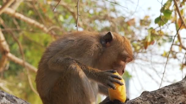 Singe mangeant des fruits sur un arbre — Video
