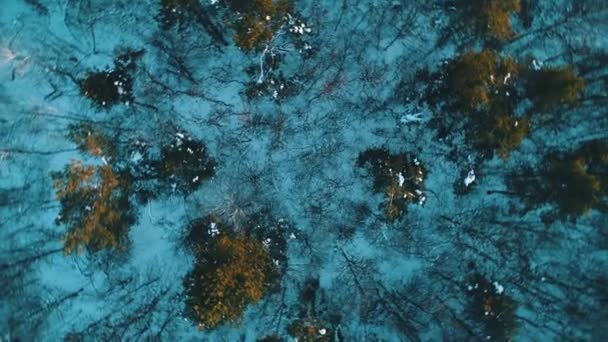 Αεροφωτογραφία του στο δάσος του χειμώνα — Αρχείο Βίντεο