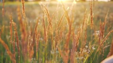 girl holds her hand on the grass