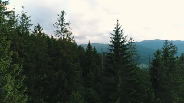 Naaldhout bos in de Karpaten — Stockvideo