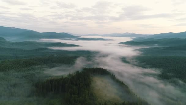 Niebla sobre bosque de coníferas en las montañas — Vídeo de stock