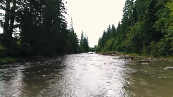 Kozalaklı ormanların arasındaki dağ nehri — Stok video