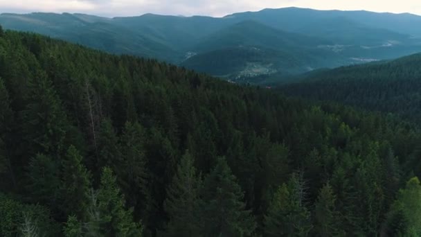Vista desde una altura de un bosque de montaña — Vídeo de stock