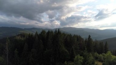 Karpatlar 'daki orman manzaralı.