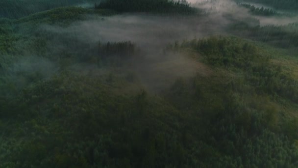 Niebla sobre bosque de coníferas vista aérea — Vídeos de Stock