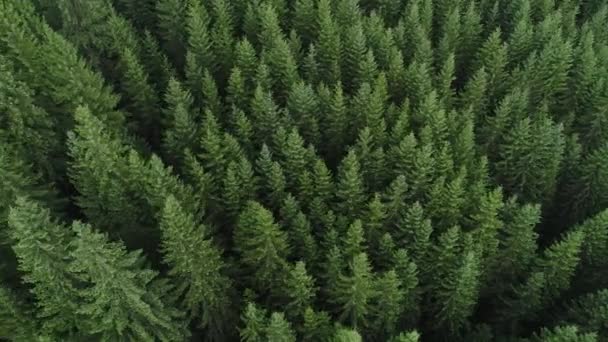 Floresta conífera a vista aérea — Vídeo de Stock