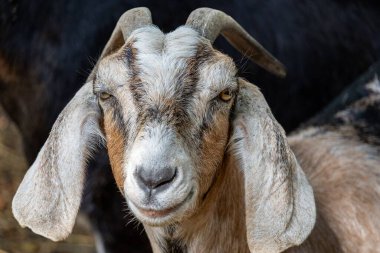 Keçinin yüzüne büyük kulaklarla yaklaş.