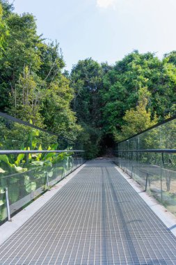 Yeşillik yeşil orman manzarasına giden yol.