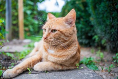 Turuncu kedi yeşillik yakınlarında taş yolda yatıyor.