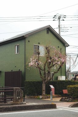 Çevrede kiraz ağacının yanındaki yeşil ev.