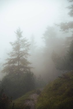 Puslu orman yolu, uzun yeşil ağaçlarla çevrili.