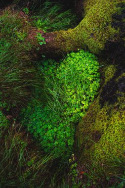 Ormanda ağaç kabuğunu kaplayan yeşil yosun.