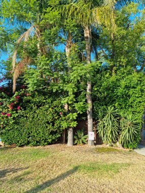 Bereketli yeşillik ve güneşli bahçede palmiye ağaçları