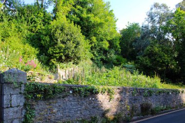Doğadaki taş duvar boyunca yemyeşil yemyeşil büyür.