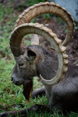 Doğal ortamda yeşil çimlerin üzerinde dinlenen büyük boynuzlu hayvana yakın çekim
