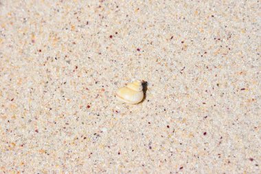 Hafif kumlu sahil yüzeyinde dinlenen küçük kabuk.