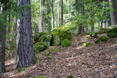 Uzun ağaçları ve yosunlu kayaları olan manzaralı bir orman..