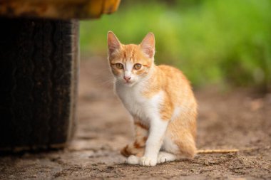 Cat sitting near a vehicle on the ground.