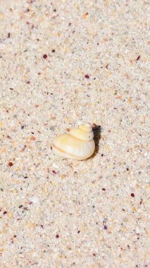 Small seashell resting on sandy beach surface