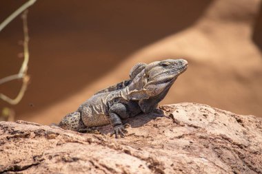 Kahverengi bir Kaya 'da Büyük Dikenli Iguana Sunning' in Yakın Çekimi