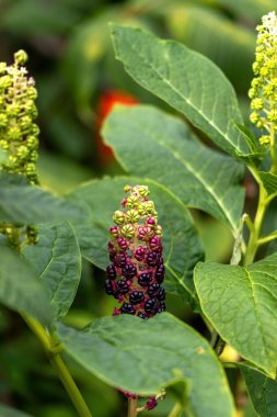 Bahçeden canlı yeşil yapraklar ve renkli dikenler yükseliyor.