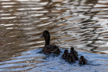 Ördek ve Ördek Yavruları Dalgalı Su Çizgisi Üzerinde Yüzüyor