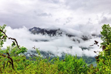 Puslu Dağ Zirvesi Yeşil Önplan Yeşilliği Çerçeveli Bulutlarla çevrili