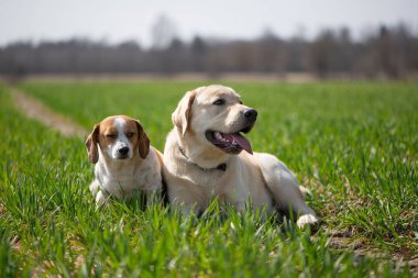İki köpek yeşil çayırlarda dinleniyor.