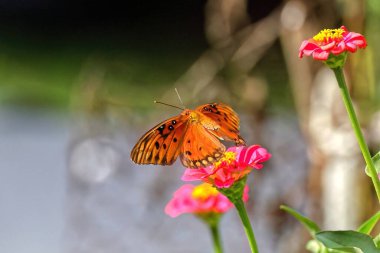 Kelebek dışarıda pembe çiçeklerin üzerinde dinleniyor.