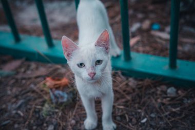 Şirin beyaz, sokaktaki küçük kedi