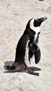 Penguen kayalık yüzeyde duruyor ve etrafına bakıyor.