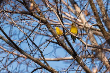 Çıplak dallara tünemiş iki sarı kuş açık mavi bir gökyüzüne karşı