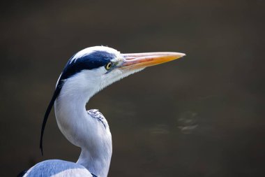 Gri balıkçıl kuşunun uzun boynu ve sağa bakan sivri gagası var.