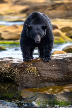 Kara ayı suyun yanında kütüğün üzerinde duruyor
