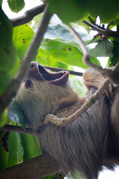 Kahverengi tembel hayvan yeşil ağaç dalında sallanıyor.