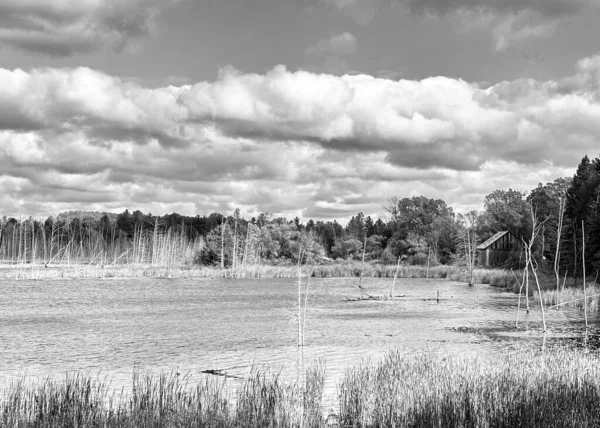 Bulutlu gökyüzünün altında ölü ağaçların ve sık ormanın yer aldığı bataklık sulak arazi..