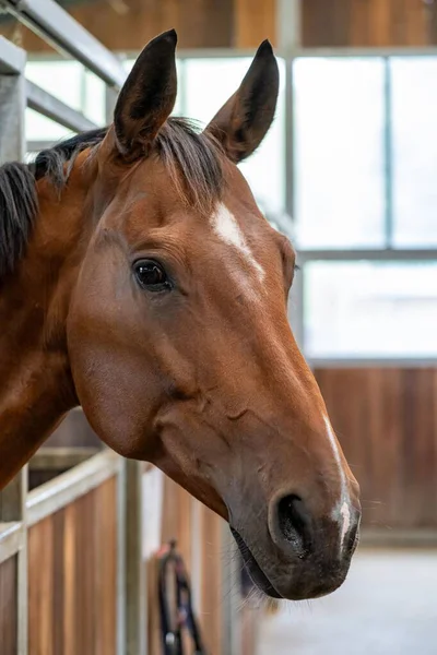 At ahırın içinde sakince dikiliyor, kulakları açık.