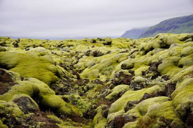Uçsuz bucaksız manzara bulutlu gökyüzünün altında yosun kaplı lav kayalarını gösteriyor.